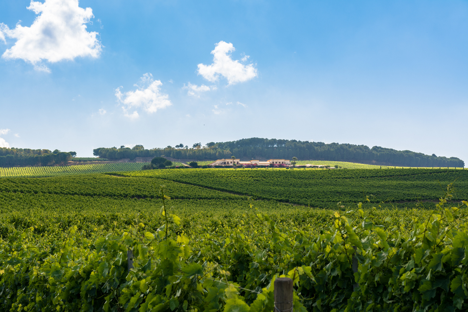 Feudo Arancio Feudo Arancio